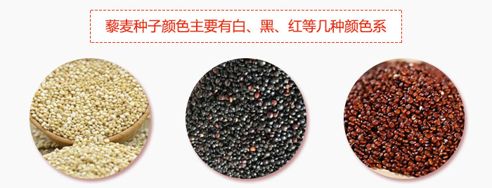 藜麦种子颜色主要有白、黑、红等几种颜色系，营养成分相差不大，其中白色口感好，黑、红色口感相对差些，籽粒也较小。