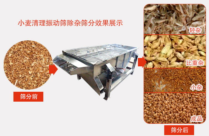 小麦清理绿巨人成人网站小麦筛分效果展示图可同时筛分出轻杂，比重杂，小杂，成品等四个等级。
